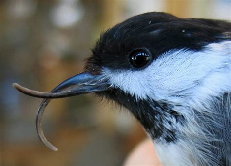 birds with strange beaks|birds with no beaks.